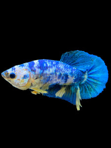 Female Halfmoon Plakat - Candy #1950 - Live Betta Fish