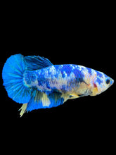Load image into Gallery viewer, Female Halfmoon Plakat - Candy #1950 - Live Betta Fish
