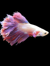 Load image into Gallery viewer, Male Feather Tail - Purple #1952 - Live Betta Fish
