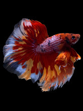 Load image into Gallery viewer, Male Halfmoon - Galaxy #1954 - Live Betta Fish
