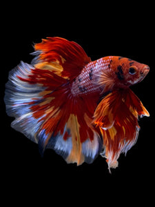 Male Halfmoon - Galaxy #1954 - Live Betta Fish