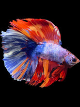 Load image into Gallery viewer, Male Fullmoon - Fancy Dragon #1955 - Live Betta Fish
