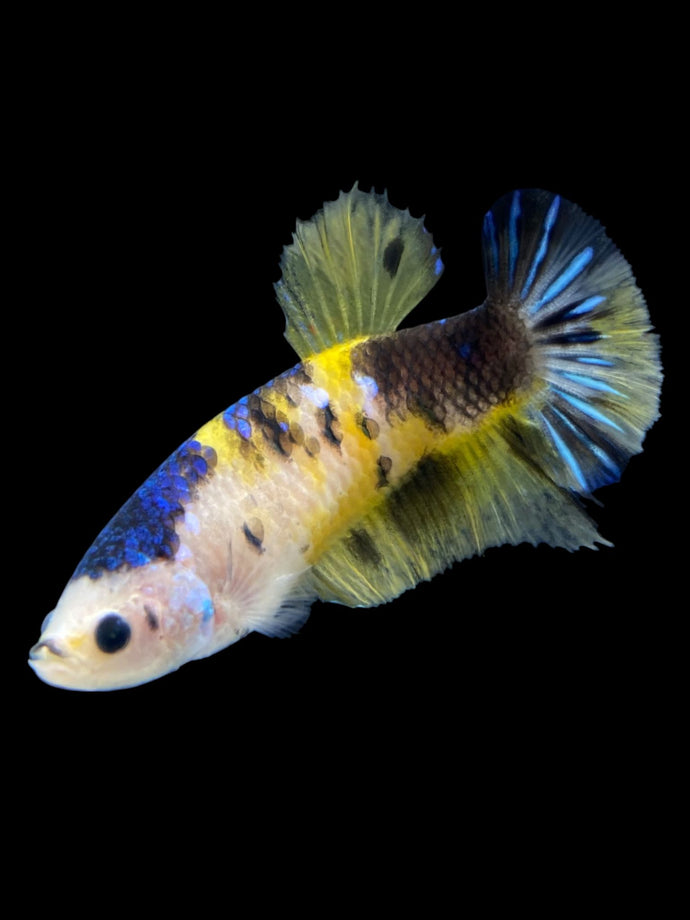 Female Halfmoon Plakat - Yellow Galaxy #1955 - Live Betta Fish