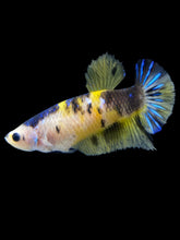 Load image into Gallery viewer, Female Halfmoon Plakat - Yellow Galaxy #1955 - Live Betta Fish
