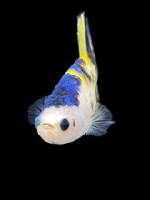 Load image into Gallery viewer, Female Halfmoon Plakat - Yellow Galaxy #1955 - Live Betta Fish
