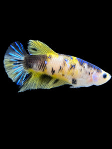 Female Halfmoon Plakat - Yellow Galaxy #1955 - Live Betta Fish
