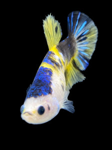 Female Halfmoon Plakat - Yellow Galaxy #1955 - Live Betta Fish