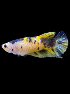 Female Halfmoon Plakat - Yellow Galaxy #1955 - Live Betta Fish
