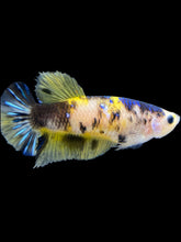 Load image into Gallery viewer, Female Halfmoon Plakat - Yellow Galaxy #1955 - Live Betta Fish
