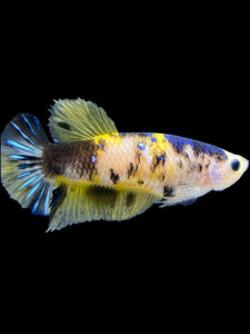 Female Halfmoon Plakat - Yellow Galaxy #1955 - Live Betta Fish