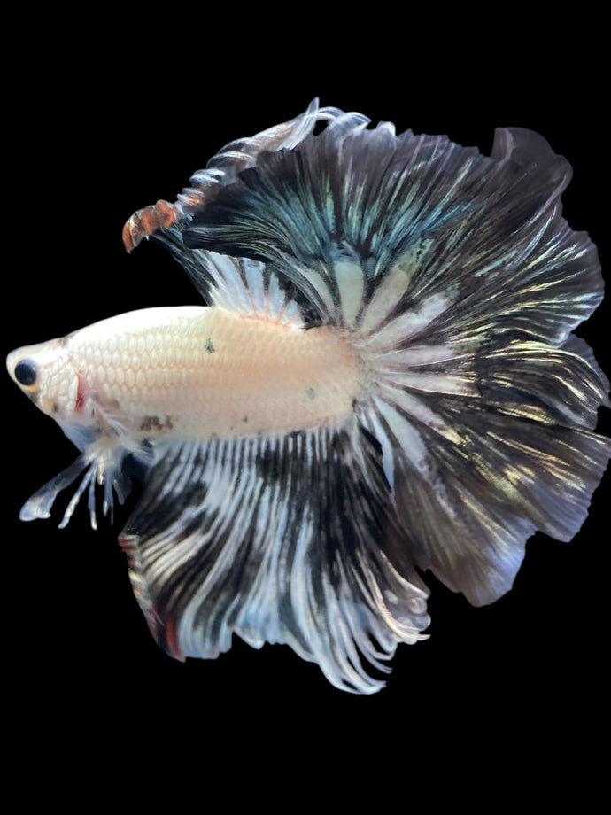 Male Rosetail - Snow Copper #1956 - Live Betta Fish