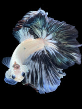 Load image into Gallery viewer, Male Rosetail - Snow Copper #1956 - Live Betta Fish

