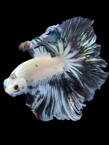 Male Rosetail - Snow Copper #1956 - Live Betta Fish