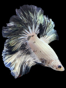 Male Rosetail - Snow Copper #1956 - Live Betta Fish