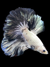Load image into Gallery viewer, Male Rosetail - Snow Copper #1956 - Live Betta Fish
