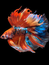 Load image into Gallery viewer, Male Fullmoon - Multicolor #1957 - Live Betta Fish
