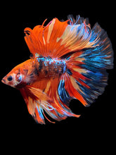 Load image into Gallery viewer, Male Fullmoon - Multicolor #1957 - Live Betta Fish
