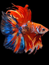 Load image into Gallery viewer, Male Fullmoon - Multicolor #1957 - Live Betta Fish
