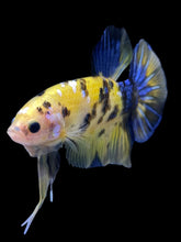Load image into Gallery viewer, GIANT Male Halfmoon Plakat - Yellow Galaxy #1961 - Live Betta Fish
