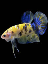 Load image into Gallery viewer, GIANT Male Halfmoon Plakat - Yellow Galaxy #1961 - Live Betta Fish
