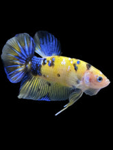 Load image into Gallery viewer, GIANT Male Halfmoon Plakat - Yellow Galaxy #1961 - Live Betta Fish
