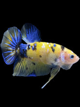 Load image into Gallery viewer, GIANT Male Halfmoon Plakat - Yellow Galaxy #1961 - Live Betta Fish
