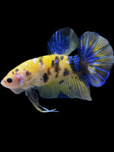 Load image into Gallery viewer, GIANT Male Halfmoon Plakat - Yellow Galaxy #1961 - Live Betta Fish
