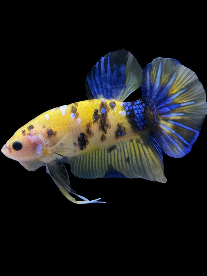 GIANT Male Halfmoon Plakat - Yellow Galaxy #1961 - Live Betta Fish