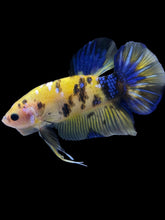 Load image into Gallery viewer, GIANT Male Halfmoon Plakat - Yellow Galaxy #1961 - Live Betta Fish
