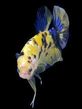 Load image into Gallery viewer, GIANT Male Halfmoon Plakat - Yellow Galaxy #1961 - Live Betta Fish
