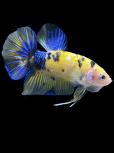 Load image into Gallery viewer, GIANT Male Halfmoon Plakat - Yellow Galaxy #1961 - Live Betta Fish
