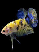 Load image into Gallery viewer, GIANT Male Halfmoon Plakat - Yellow Galaxy #1961 - Live Betta Fish
