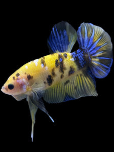 GIANT Male Halfmoon Plakat - Yellow Galaxy #1961 - Live Betta Fish