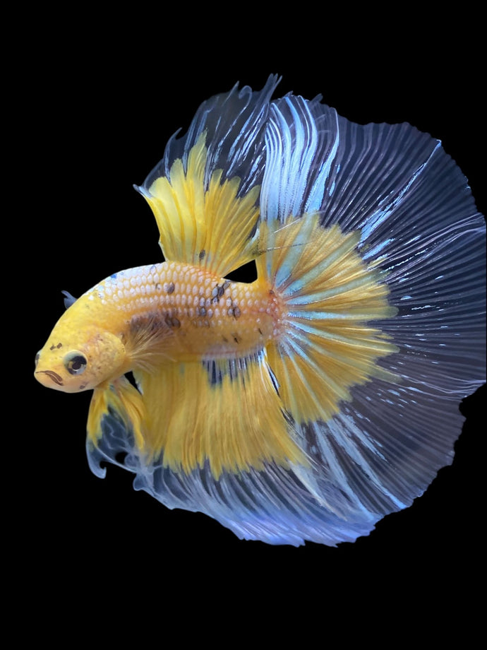 Male Halfmoon - Fancy Yellow #1964 - Live Betta Fish