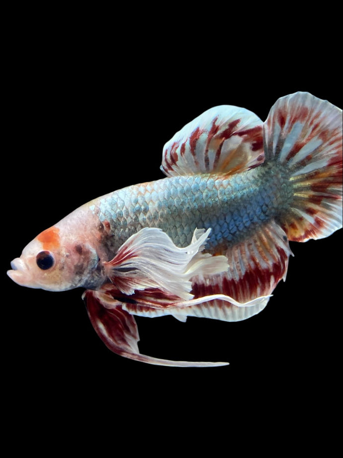 GIANT Male Halfmoon Plakat - Dumbo #1965 - Live Betta Fish