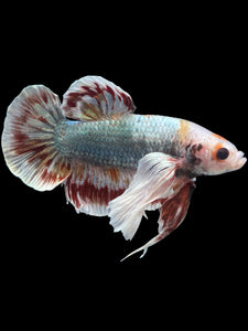 GIANT Male Halfmoon Plakat - Dumbo #1965 - Live Betta Fish