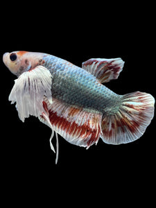 GIANT Male Halfmoon Plakat - Dumbo #1965 - Live Betta Fish
