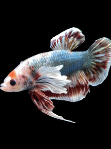 GIANT Male Halfmoon Plakat - Dumbo #1965 - Live Betta Fish