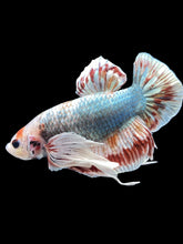 Load image into Gallery viewer, GIANT Male Halfmoon Plakat - Dumbo #1965 - Live Betta Fish
