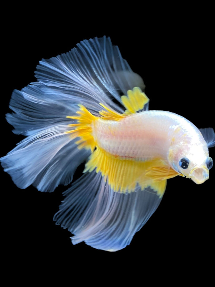 Male Halfmoon - Fancy Yellow #1964 - Live Betta Fish
