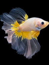 Load image into Gallery viewer, Male Halfmoon - Fancy Yellow #1964 - Live Betta Fish
