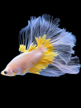 Load image into Gallery viewer, Male Halfmoon - Fancy Yellow #1964 - Live Betta Fish
