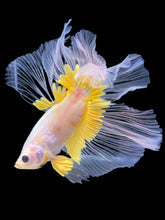 Load image into Gallery viewer, Male Halfmoon - Fancy Yellow #1964 - Live Betta Fish
