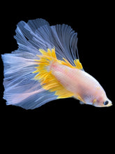 Load image into Gallery viewer, Male Halfmoon - Fancy Yellow #1964 - Live Betta Fish
