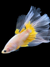 Load image into Gallery viewer, Male Halfmoon - Fancy Yellow #1964 - Live Betta Fish

