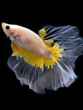 Load image into Gallery viewer, Male Halfmoon - Fancy Yellow #1964 - Live Betta Fish
