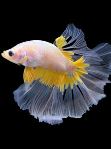 Male Halfmoon - Fancy Yellow #1964 - Live Betta Fish
