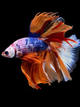 Load image into Gallery viewer, Male Halfmoon - Galaxy #1971 - Live Betta Fish
