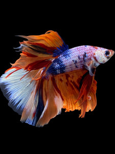 Male Halfmoon - Galaxy #1971 - Live Betta Fish