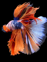 Load image into Gallery viewer, Male Halfmoon - Galaxy #1971 - Live Betta Fish
